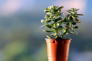 最新消息.“摇钱树拼三张有没有挂”(确实是有挂)