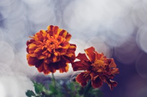 重大通报.“樱花互粉怎么开挂”其实真的能开挂