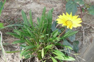 疫情什么时候才解封/疫情什么时候才解封啊