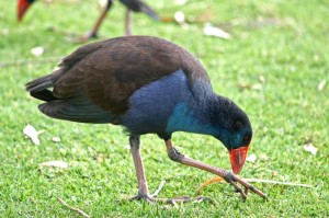 今日重大通报“十三十三水全民比鸡真的有挂吗”［必胜开挂神器］