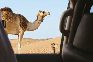 终于出现"“新518互游牛牛有没有挂”原来有挂