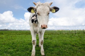 重大发现“微信链接牛牛有没有挂”［太坑了原来有挂］