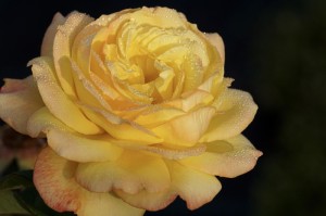 [分享]“明星江苏麻将怎么开挂”(确实真的有挂)