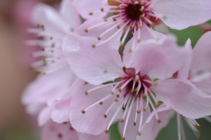 ［解答］“樱花之盛拼三张辅助器”［太坑了果然有挂］