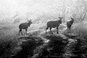 今日重大消息“新道游牛牛有挂吗”［确实真的有挂］