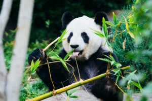 第一攻略.“白金岛字牌集辅助开挂神器”猫腻万能辅助器