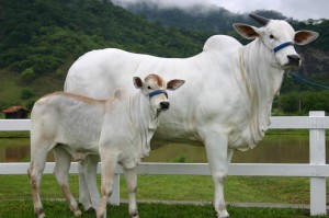 玩家攻略“功夫熊猫牛牛可以开挂吗？”(确实有挂)