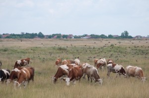 独家分享“新青鸟牛牛真的有挂吗”［确实真的有挂］