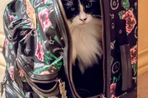 轻松掌握.“四方河南麻将是不是有挂”(原来真的可以开挂)