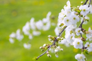 玩家攻略科普“樱花之盛拼三张到底是不是挂”［原来真的有挂］