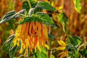 ［解答］“新毛豆炸/金/花到底是不是挂”［太坑了果然有挂］