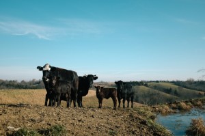今日重大通报“道游牛牛开挂神器”［其实是有挂］