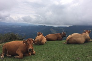 重磅来袭“大运河江苏麻将竟然有挂”原来有挂