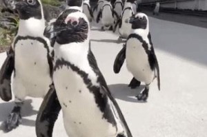 [解答]“顺欣茶坊怎么开挂”(原来确实是有挂)