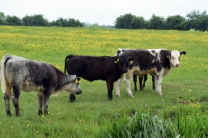 今日重大通报“新战皇牛牛到底有没有透视挂吗”分享真的有挂给你