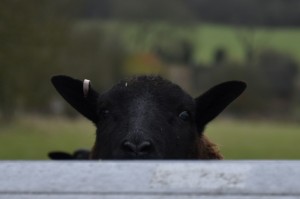 最新消息.“悠游血战麻将辅助开挂神器”(有挂辅助器通用版)