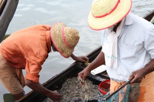 非洲疫情新病毒（非洲疫情新病毒最新消息）