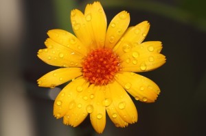 第一攻略.“樱花互粉有没有挂吗”(原来真的可以开挂)