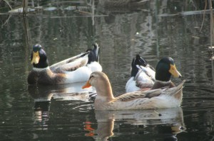 玩家必备教程“悠闲坦克竟然有挂”教你装挂教程