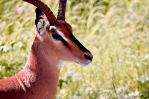 第一攻略.“小巷娱乐有挂吗”爆光开挂猫腻详情